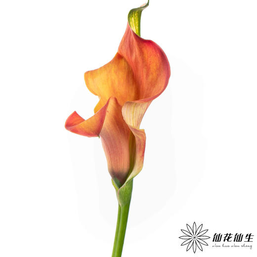 丽江马蹄莲 ｜ 变异橙【轻微压伤不售后，介意慎拍】 商品图0