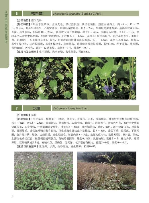 江西农田杂草原色图谱【中国出版社官方正版】 商品图3