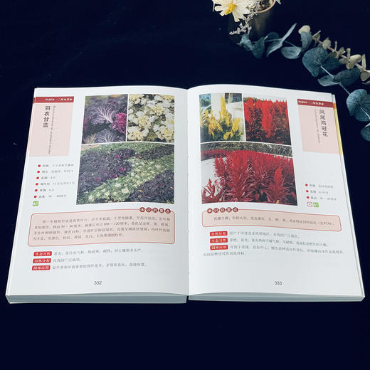 【花卉、园林植物、芳香植物、彩叶植物】识别图鉴（4本套装）比识花APP更精准 商品图5