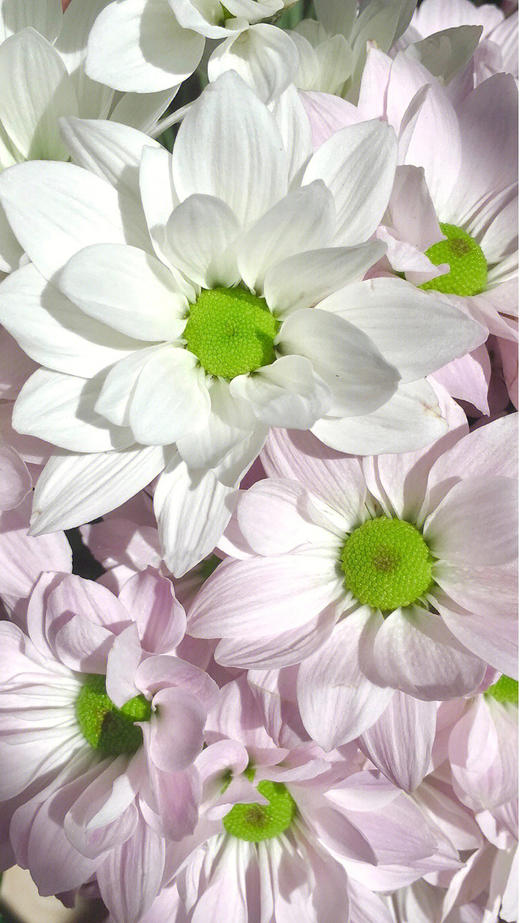 恋爱这件小事【你来了，爱也来了】简小姐精选治愈双色小雏菊 恋爱这件小事  2件包邮 下单7天内发货 商品图3