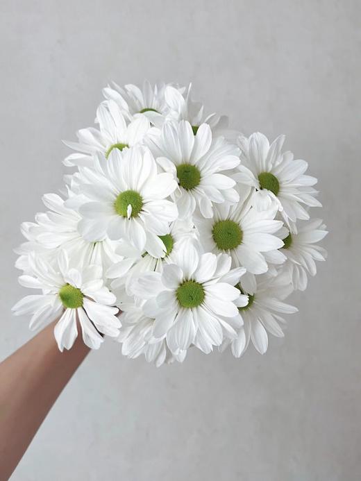 恋爱这件小事【你来了，爱也来了】简小姐精选治愈双色小雏菊 恋爱这件小事  2件包邮 下单7天内发货 商品图2