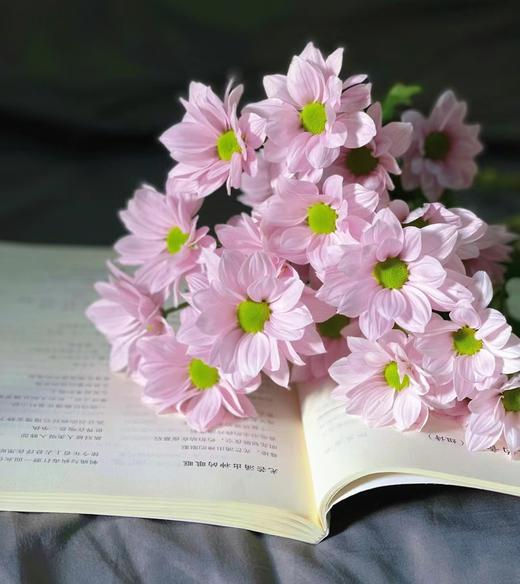 恋爱这件小事【你来了，爱也来了】简小姐精选治愈双色小雏菊 恋爱这件小事  2件包邮 下单7天内发货 商品图1