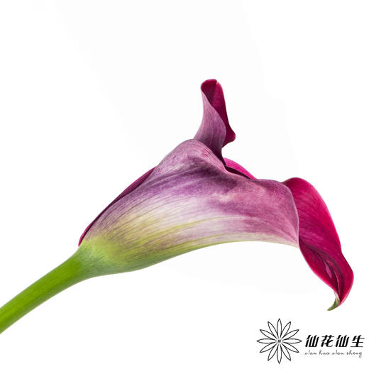 丽江马蹄莲 ｜ 变异紫【轻微压伤不售后，介意慎拍】 商品图1