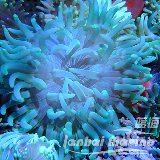 红肚葵-绿须 商品图5