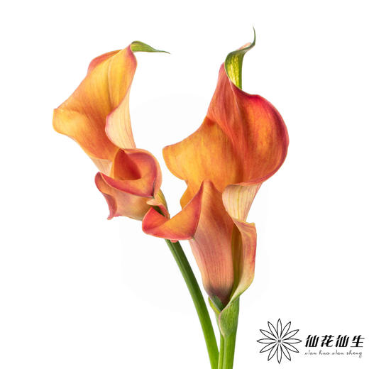 丽江马蹄莲 ｜ 变异橙【轻微压伤不售后，介意慎拍】 商品图1