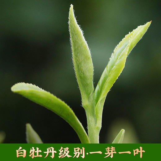 【5年陈白茶】五彩白玉 | 2019年花香果香浓郁高山白茶357g 商品图1