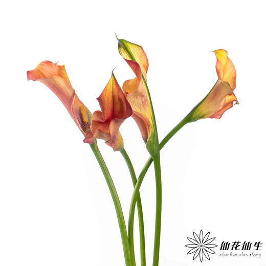 丽江马蹄莲 ｜ 变异橙【轻微压伤不售后，介意慎拍】 商品图2