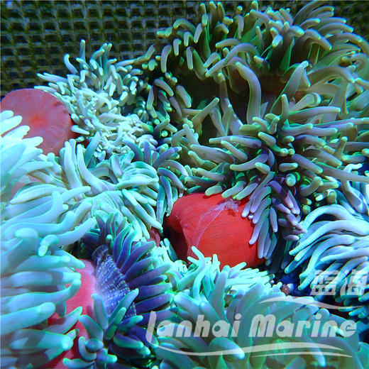 红肚葵-绿须 商品图4