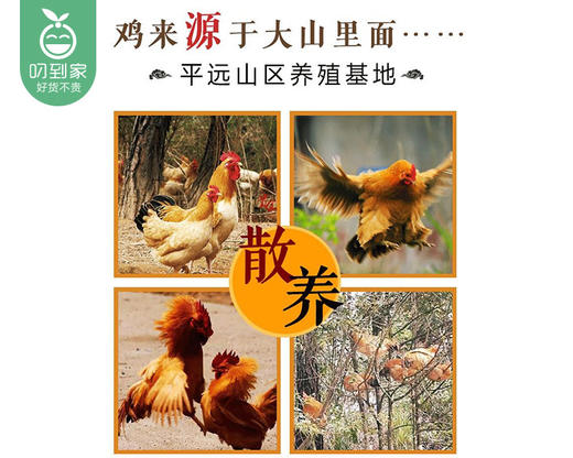 厚兴瑜记盐焗手撕鸡（450g±50g/盒）生产日期:4月16日 保质期：冷藏3天 商品图3