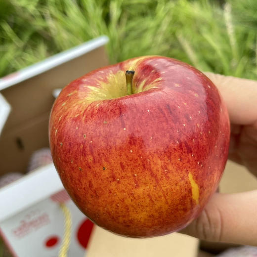 云南昭通红露苹果 ，大部分带糖心，皮薄脆甜，大果70-90，五斤/袋 商品图0