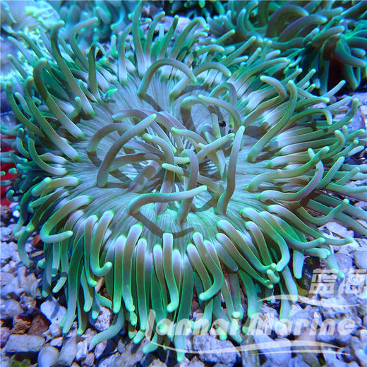 红肚葵-绿须 商品图2