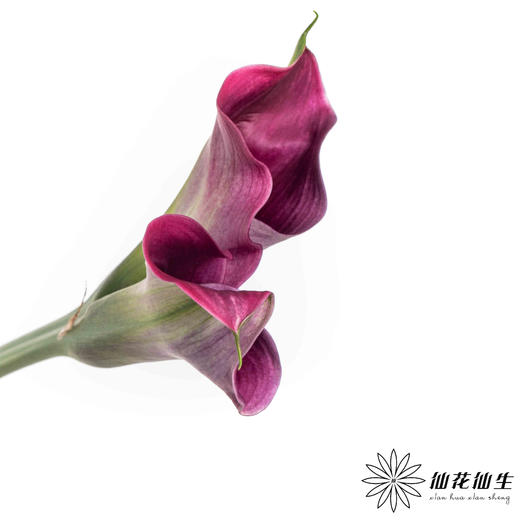 丽江马蹄莲 ｜ 变异紫【轻微压伤不售后，介意慎拍】 商品图2