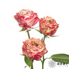 单头玫瑰 | 苹果 商品缩略图10