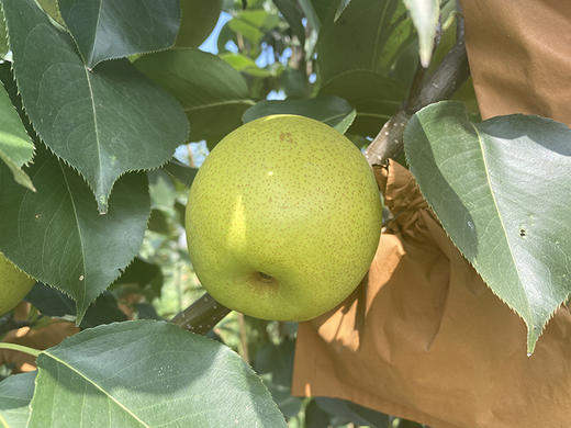 有机皇冠梨 4.8斤（7-9枚）礼盒装 商品图1