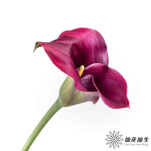 丽江马蹄莲 ｜ 变异紫【轻微压伤不售后，介意慎拍】 商品图0