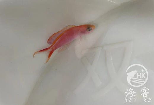 燕尾宝石 商品图1