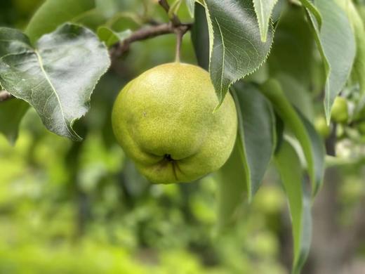 【古树蜂糖梨】大理宾川秘境2500米深山200-300年以上树龄 / 果大皮薄无渣核小/ 汁多清甜 果肉细腻 蜜香浓郁/现摘现发 顺丰包邮 商品图1