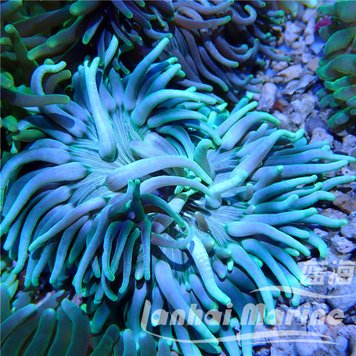 红肚葵-绿须 商品图6