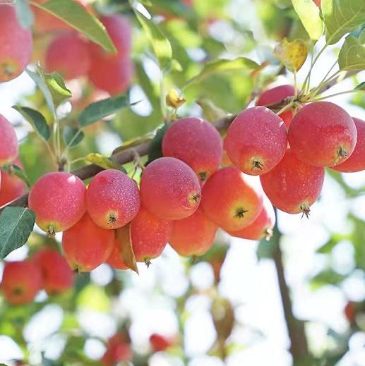 新疆伊犁香妃海棠 果汁丰富果色娇艳 商品图1