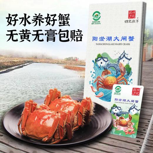 【中秋预售】【礼券】正宗阳澄湖大闸蟹 提货卡特大鲜活礼品卡蟹卡蟹券礼盒8只 商品图0
