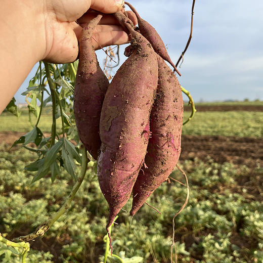 湖北紫罗兰紫薯3/5斤装 商品图5