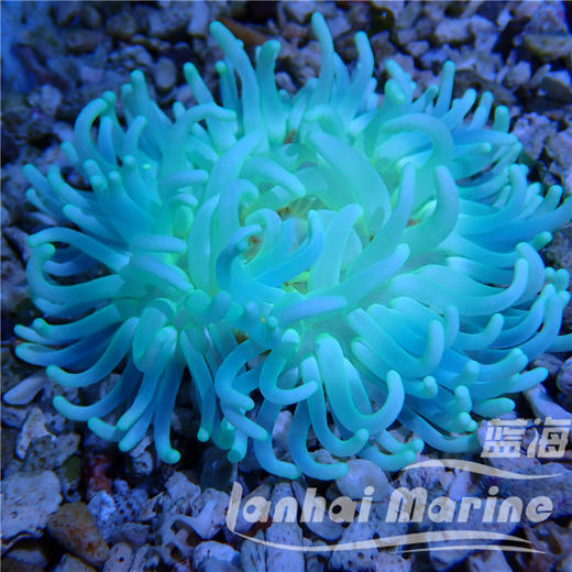 红肚葵-绿须 商品图7