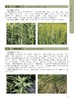 江西农田杂草原色图谱【中国出版社官方正版】 商品缩略图2