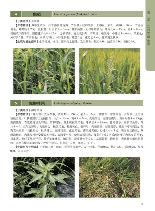 江西农田杂草原色图谱【中国出版社官方正版】 商品图2
