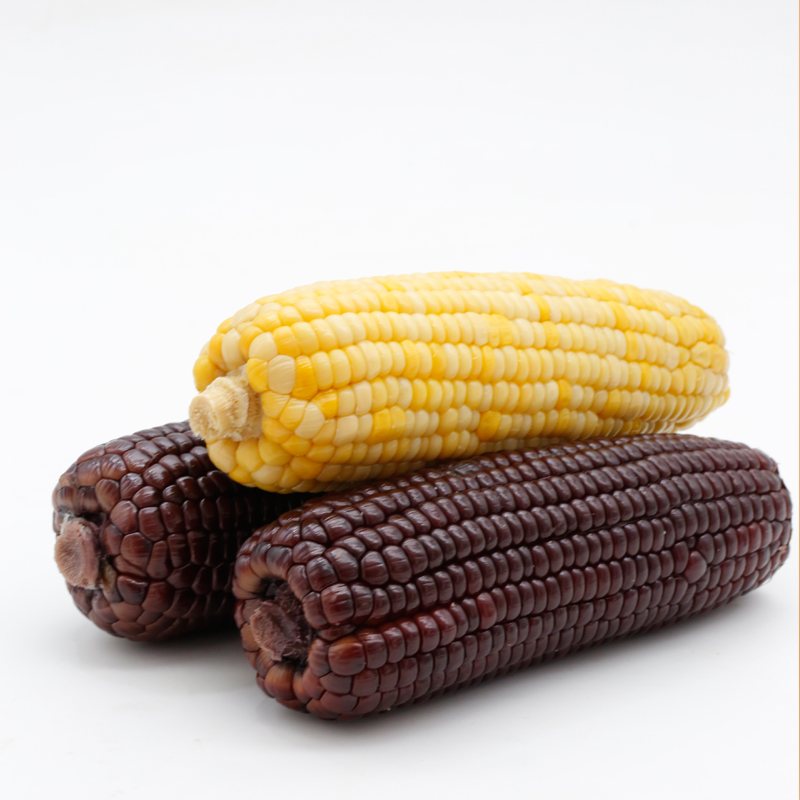 有机玉米棒 | 黑糯玉米+黄糯玉米，有机认证，双色可选，营养更丰富，香甜软糯，简易早餐