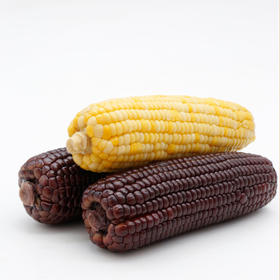 有机玉米棒 | 黑糯玉米+黄糯玉米，有机认证，双色可选，营养更丰富，香甜软糯，简易早餐