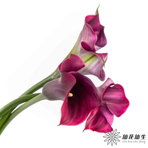 丽江马蹄莲 ｜ 变异紫【轻微压伤不售后，介意慎拍】 商品图3