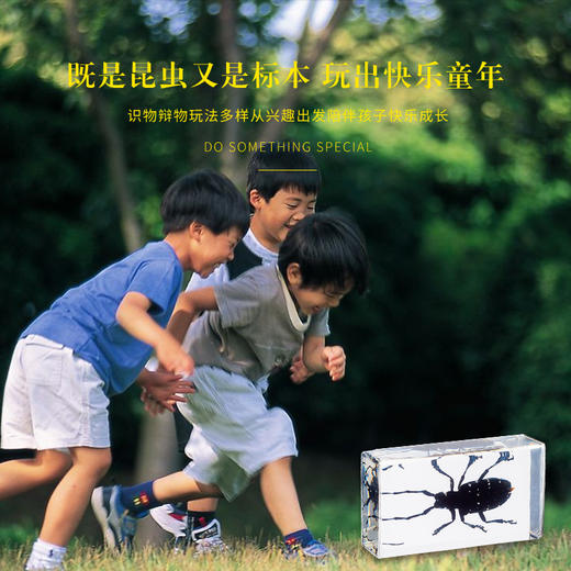 千千谷昆虫 2800261       【新】昆虫组合10个装(1101) 商品图4