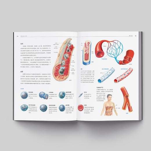 《人体解剖学：结构和功能图谱》人体科普百科入门 商品图8
