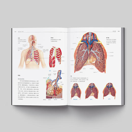 《人体解剖学：结构和功能图谱》人体科普百科入门 商品图6