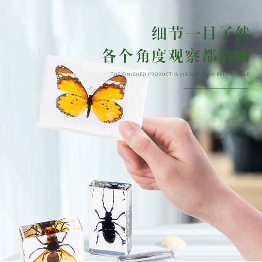 千千谷昆虫 2800261       【新】昆虫组合10个装(1101) 商品图3