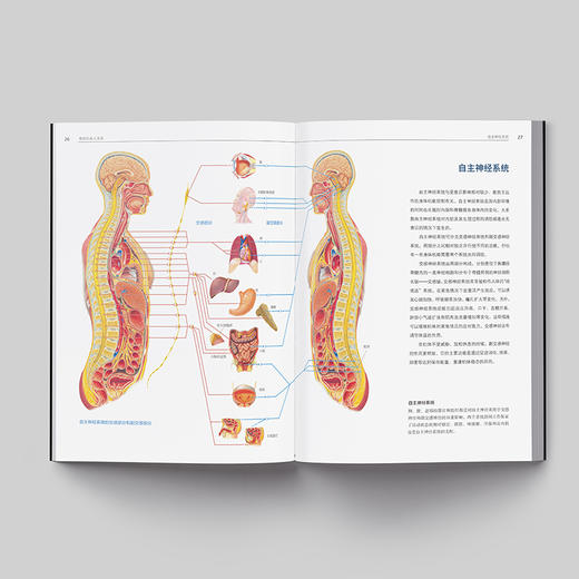 《人体解剖学：结构和功能图谱》人体科普百科入门 商品图10