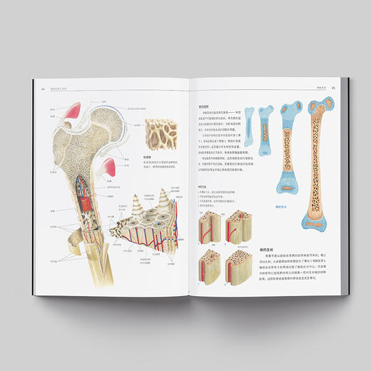 《人体解剖学：结构和功能图谱》人体科普百科入门 商品图4