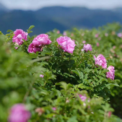 玫澜有机玫瑰花茶