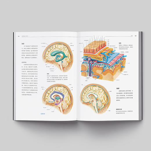 《人体解剖学：结构和功能图谱》人体科普百科入门 商品图2