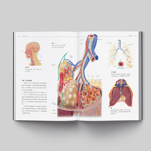 《人体解剖学：结构和功能图谱》人体科普百科入门 商品图3