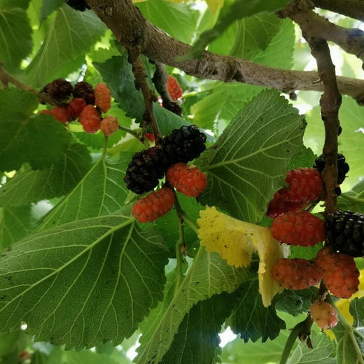 南疆古树药桑干 商品图2