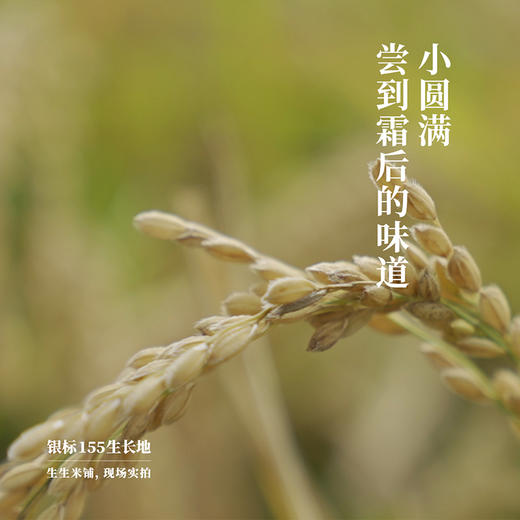 生生米铺 泰来珍珠米 单一品种银标155宜煮粥宜寿司 2.5kg*2[福利品] 商品图1