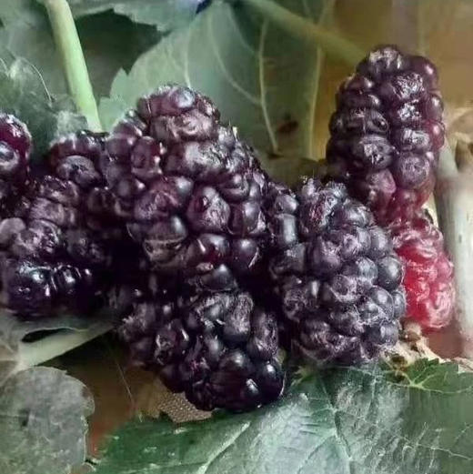 南疆古树药桑干 商品图3