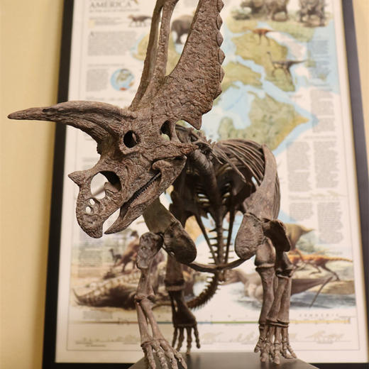 【定制】五角龙 恐龙 骨架 树脂模型（顺弯长0.79米)【菊石制造】-分销 商品图1