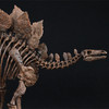 【定制】剑龙 骨架 树脂模型摆件做旧风考古教学道具（长69cm)【菊石制造】 商品缩略图3