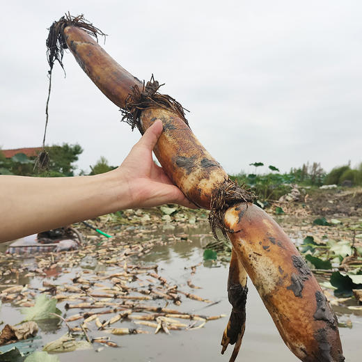 洪湖粉藕  煲汤粉藕 现挖现发 带泥发货 人工采挖   粉糯香甜  无污染种植 商品图0