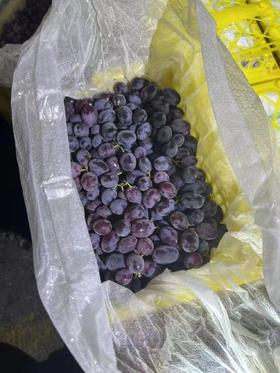 新疆无核籽黑加仑一箱（补单）