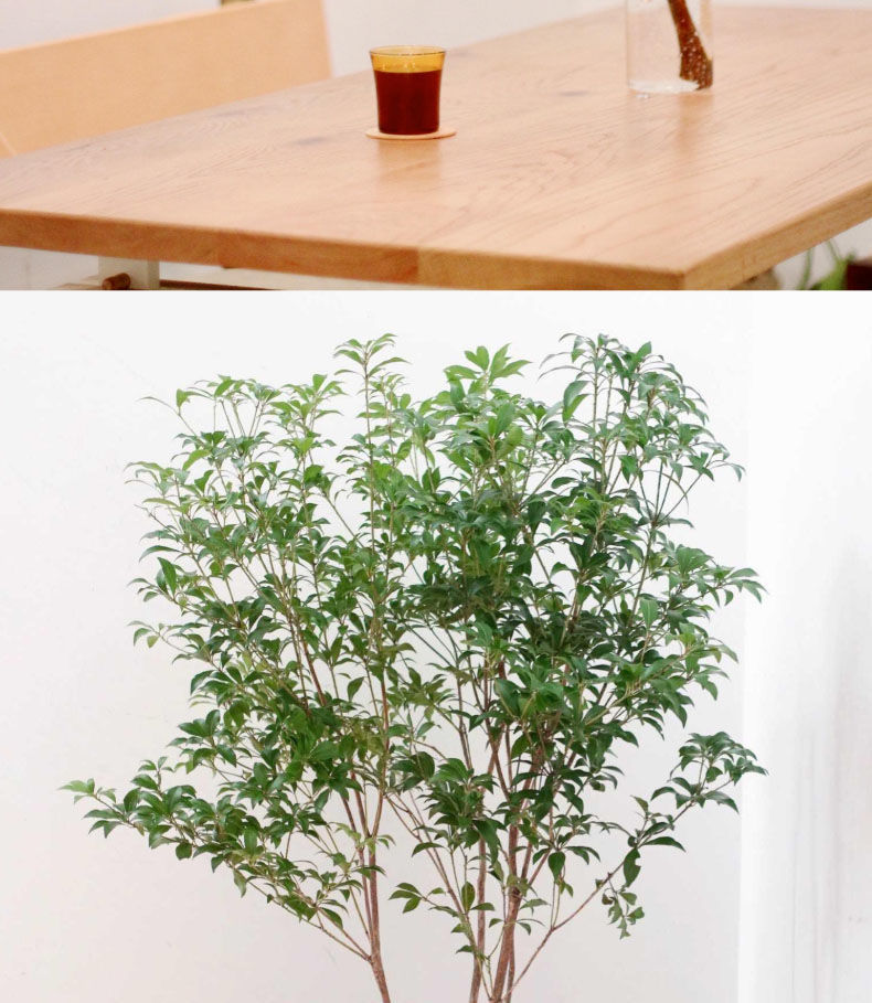 【马醉木】精选水培鲜切马醉木鲜切枝条吊钟室内绿植水养植物盆栽买一