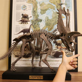 【定制】五角龙 恐龙 骨架 树脂模型（顺弯长0.79米)【菊石制造】-分销