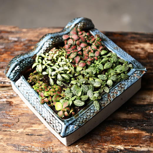 文竹多肉花盆陶瓷禅意房子家居装饰品摆件客厅创意微景观植物盆栽 商品图4